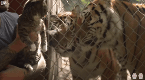 고양이의 허세_2.gif