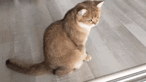 잠깐.. 저 녀석 저거 죽은거 아녀?_1.gif