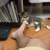 생화학 공격을 당한 고양이.gif_1.gif