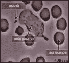 백혈구가 박테리아 잡아먹는 움짤.gif_1.gif