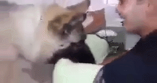 안락사 직전 주인과 신나게 노는 댕댕이.gif_7.gif