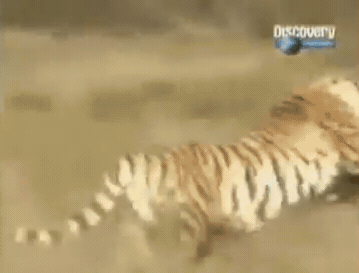 아프리카에 간 호랑이.그 이후.jpg_2.gif