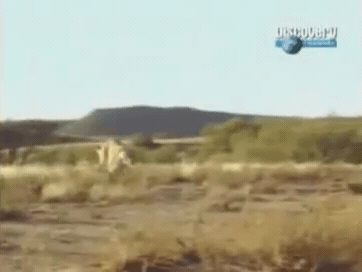 아프리카에 간 호랑이.그 이후.jpg_3.gif