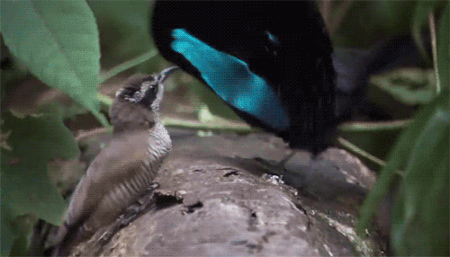 진짜 있는 새_2.gif