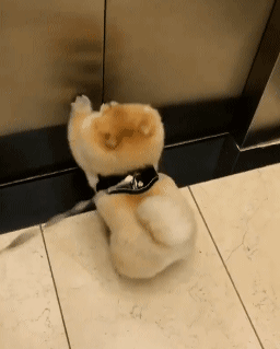 볼일이 급했던 포메라니안._1.gif