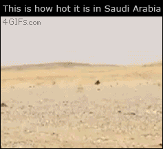 Saudi-arabia-lizard-shade.gif