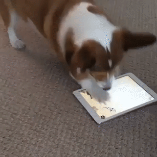 기회주의견 . gif_1.gif