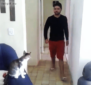 고양이를 키워야 하는 이유 gof_1.gif