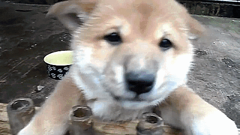 시골 댕댕이 특징_1.gif