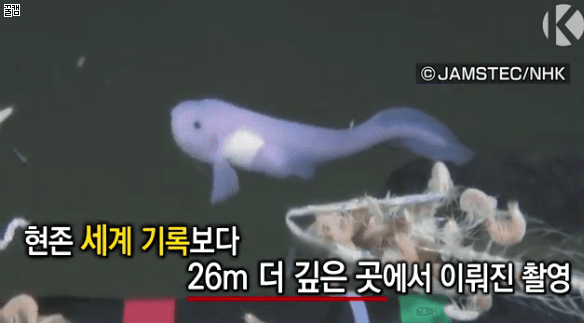 수심 8,178m에서 심해어 촬영 성공한 일본9.gif