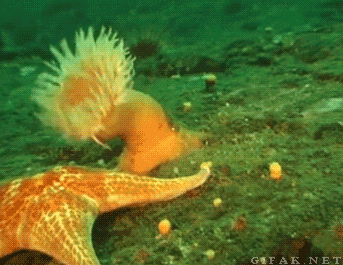 불가사리에게 먹힐 위기에 처한 말미잘의 발악.gif_1.gif