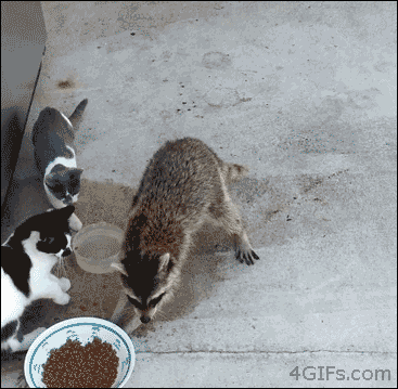 낙타 짤 달린다!_4.gif