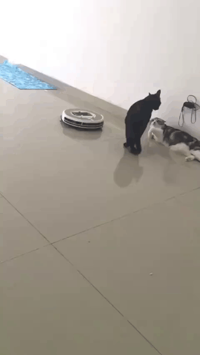 gif-cats-vacuum-cleaner-robot-4484808.gif