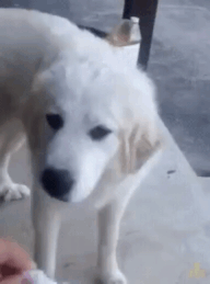 (데이터,스크롤 주의) 집중이 안될때 올리는 덧글용 짤 모음_41.gif