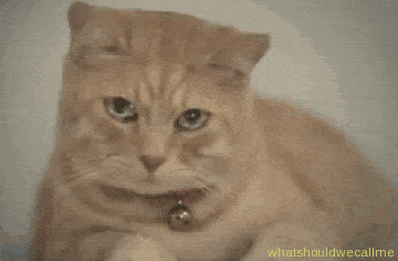 (데이터,스크롤 주의) 집중이 안될때 올리는 덧글용 짤 모음_56.gif