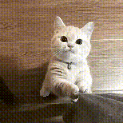 집사냥 안아달라냥_1.gif