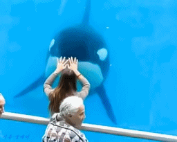 긔여운 범고래.gif_6.gif