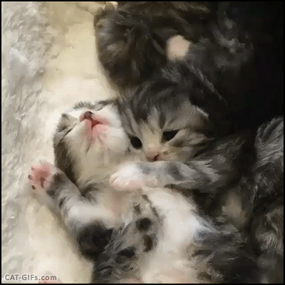 소라고동넷은 완전히 소멸한거지?_1.gif