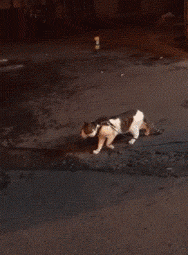 02-funny-gif-322-dog-prevents-cats-fight.gif