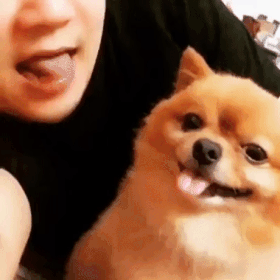 주인 따라하는 개.gif_1.gif