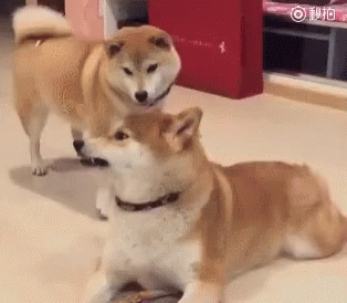 보리보리보리....쌀!_1.gif