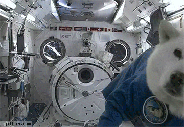 야동 한번도 안본 남자 vs 김치 한번도 안먹어본 한국인_1.gif