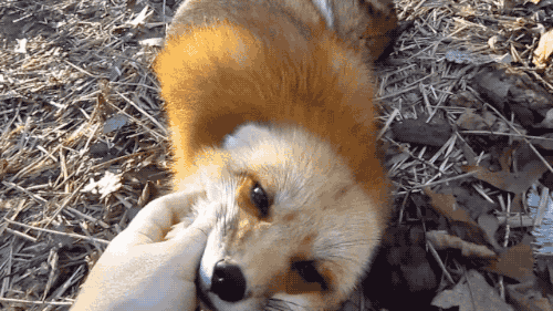 데이터)예로부터 여우가 사람을 홀린다고 하는 이유_5.gif