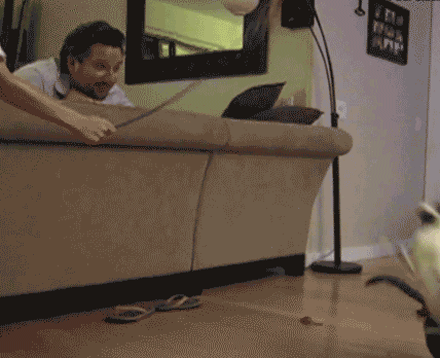 여기가 냥이웹인가요?_3.gif