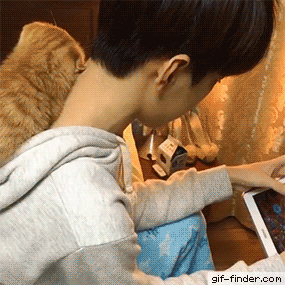 후드티가 집사들의 필수품인 이유_1.gif
