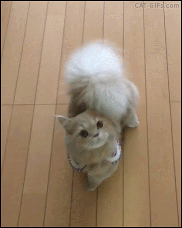 168644f8e692a7926.gif