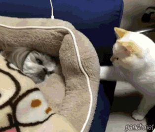 귀여운 고양이 짤 모음.gif_5.gif