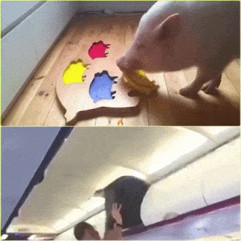 pig vs human.gif