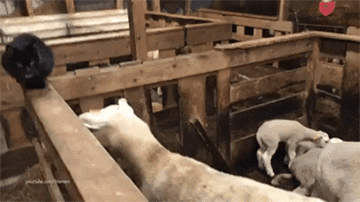 냥아치vs양아치_1.gif