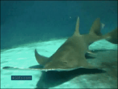 바다의 톱.gif_1.gif