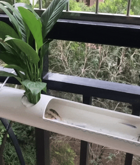 베란다 연못_1.gif
