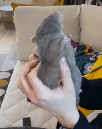 실존하는 라따뚜이에서 등장하는 생쥐 종 . gif_2.gif