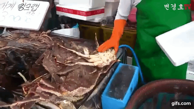 전국에서 가장 악명높은 수산시장.gif_9.gif