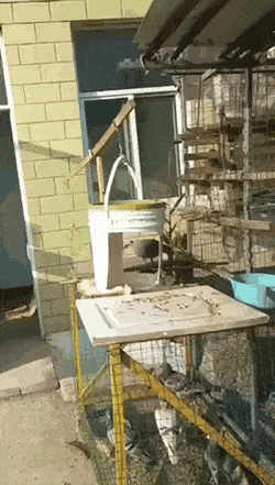 비둘기 오총사_1.gif