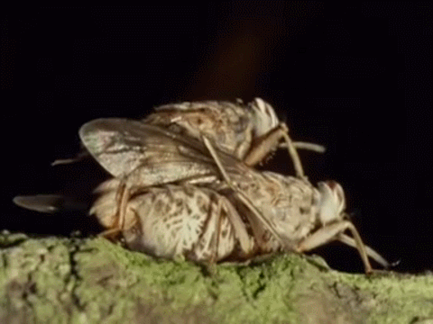 파리가 새끼 임신하고 출산하는 짤_1.gif