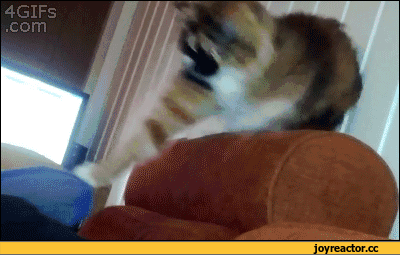 애옹이로 알아보는 칠대 죄악.JPG_5.gif