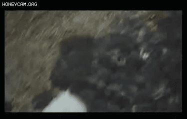 약혐) 영화 마루타 고양이 장면의 진실_11.gif
