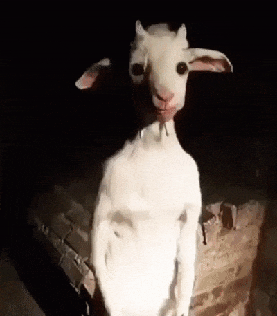 염소가 악마의 동물로 오해 받는 이유_1.gif