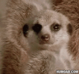 어제 본 야.동 대화_1.gif