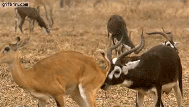 영양짤이나 받아라_10.gif