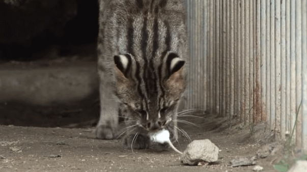 (불쌍 주의) 생쥐 사냥하는 칡_3.gif