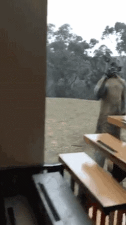 [퀴즈] 큰 짐승의 위엄 (사냥 시뮬레이션 스크린샷)_11.gif