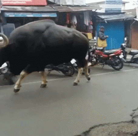 [퀴즈] 큰 짐승의 위엄 (사냥 시뮬레이션 스크린샷)_16.gif