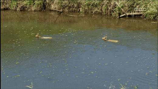 고라니 영어이름이 Water deer인 이유_2.gif