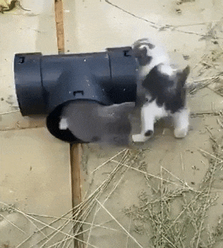 무한동력 고양이_1.gif