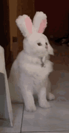 토냥이.gif_1.gif